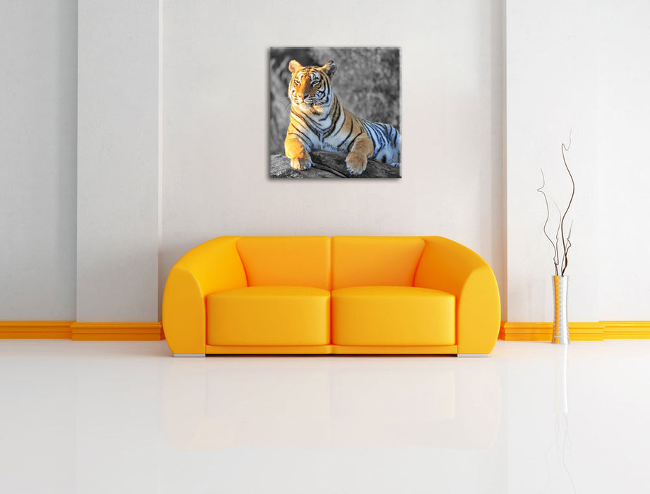 wunderschöner stolzer Tiger Leinwandbild Quadratisch über Sofa