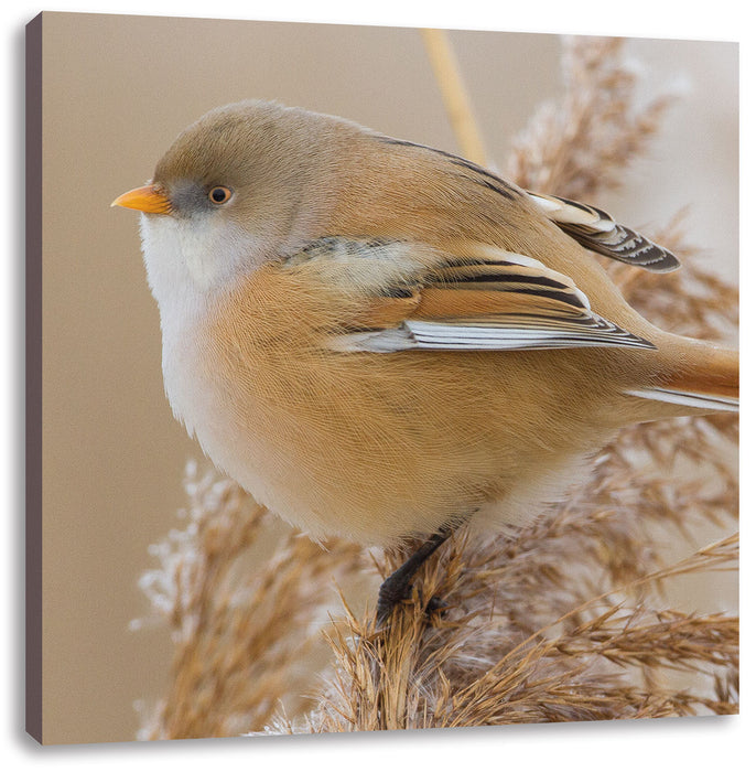 kleiner Vogel auf Weizen Leinwandbild Quadratisch