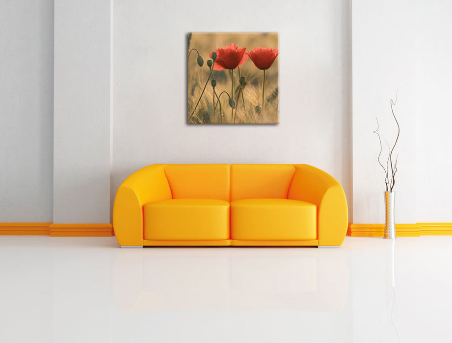 Zwei schöne Mohnblumen Leinwandbild Quadratisch über Sofa