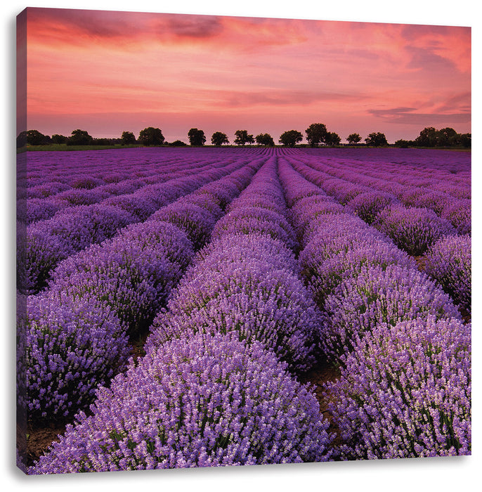 Wunderschöne Lavendel Provence Leinwandbild Quadratisch