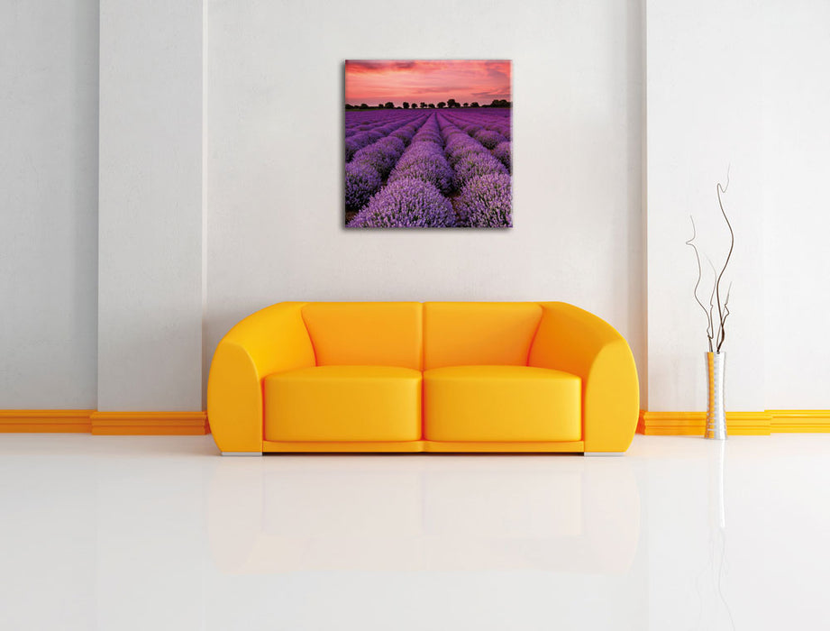 Wunderschöne Lavendel Provence Leinwandbild Quadratisch über Sofa