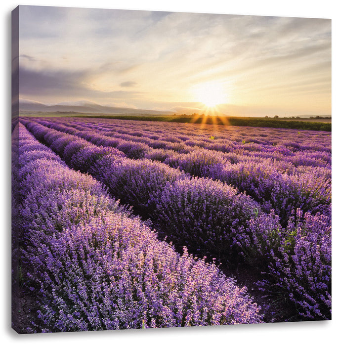 Traumhafte Lavendel Provence Leinwandbild Quadratisch