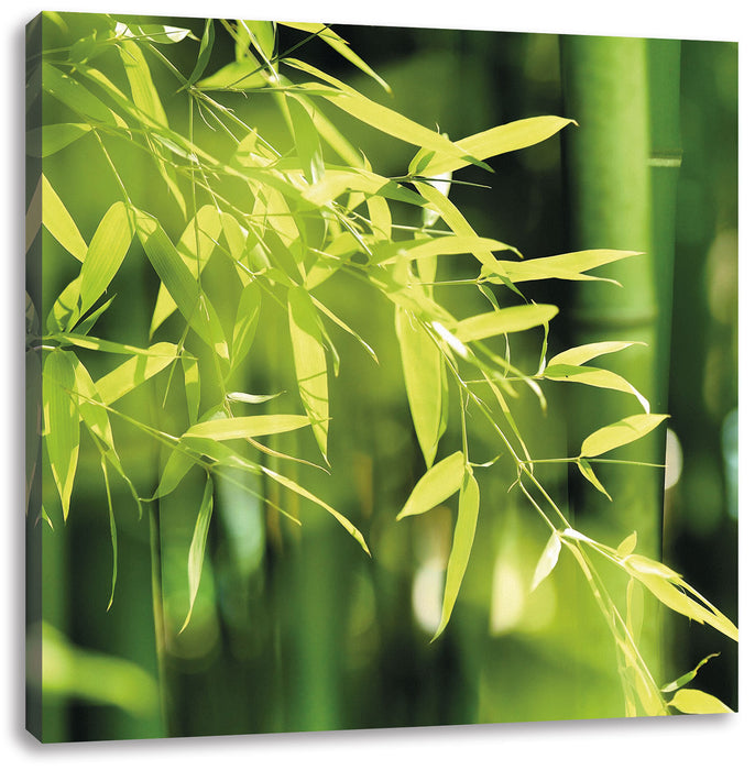 Bambus mit Blättern Leinwandbild Quadratisch