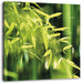 Bambus mit Blättern Leinwandbild Quadratisch