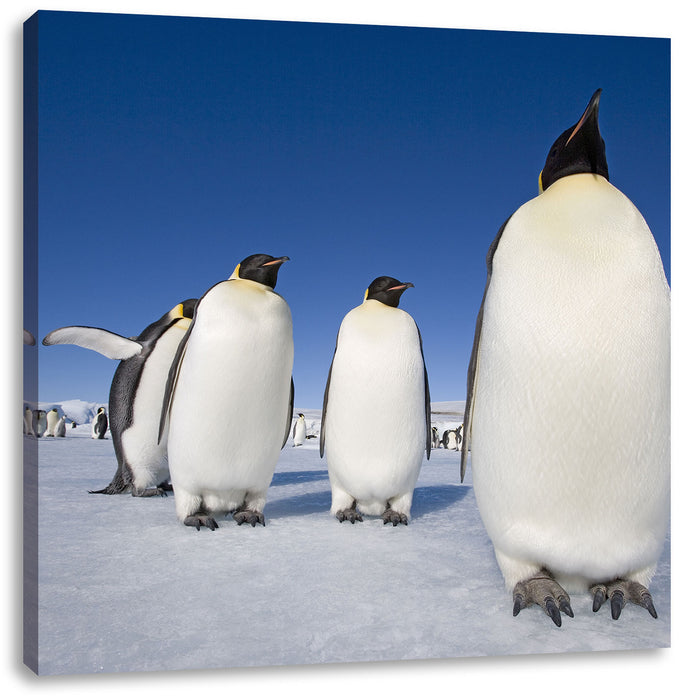 Kaiserpiguine in Antarktis Leinwandbild Quadratisch