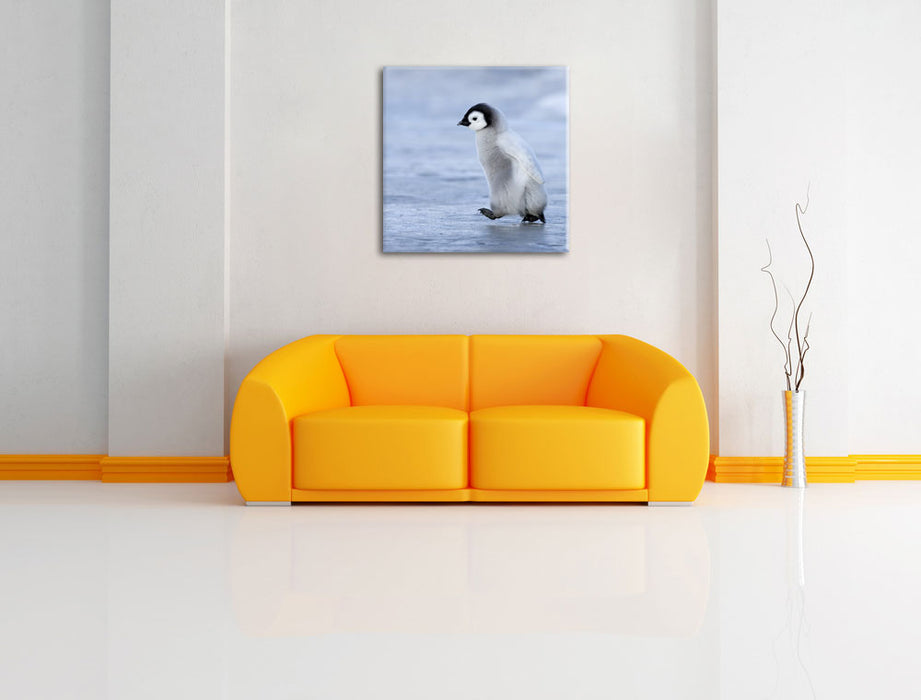 Niedliches Kaiserpinguinkücken Leinwandbild Quadratisch über Sofa