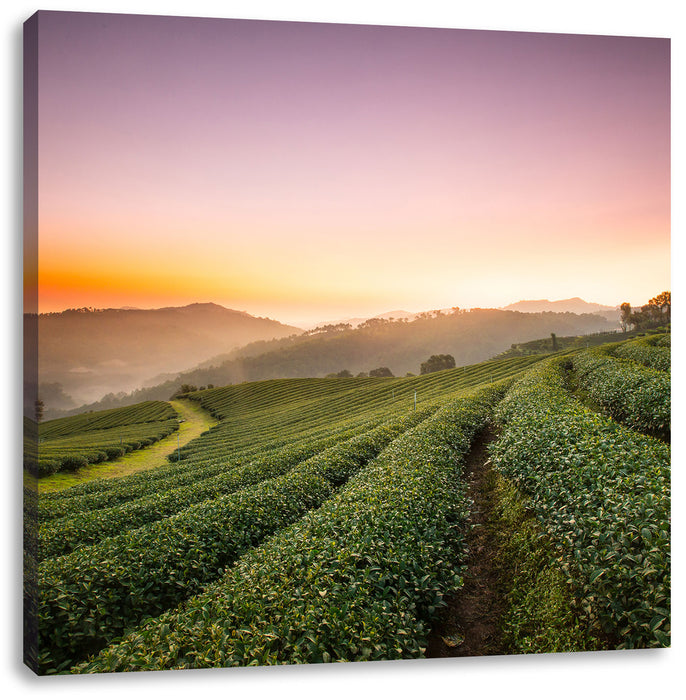Sonnenaufgang Teeplantage Thailand Leinwandbild Quadratisch