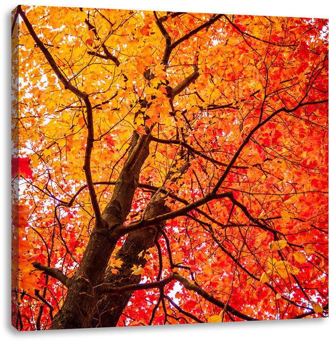 Feurige Herbstbläter Leinwandbild Quadratisch