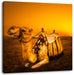 Kamel in Ã„gypten Leinwandbild Quadratisch
