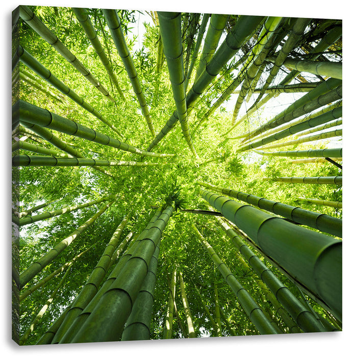 Grüner Bambus Leinwandbild Quadratisch