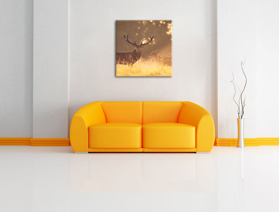 Rotwild im goldenen Morgenlicht Leinwandbild Quadratisch über Sofa