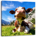 Kuh im Karwendelgebirge Leinwandbild Quadratisch