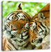 Zwei liebkosende Tiger Leinwandbild Quadratisch