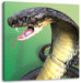 Nahaufnahme einer Cobra Leinwandbild Quadratisch