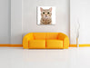 Katze Scottish Straight Leinwandbild Quadratisch über Sofa