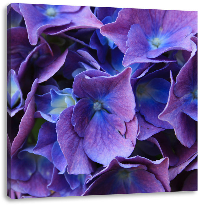 Blaue Hortensien Blüte Leinwandbild Quadratisch
