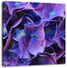 Blaue Hortensien Blüte Leinwandbild Quadratisch