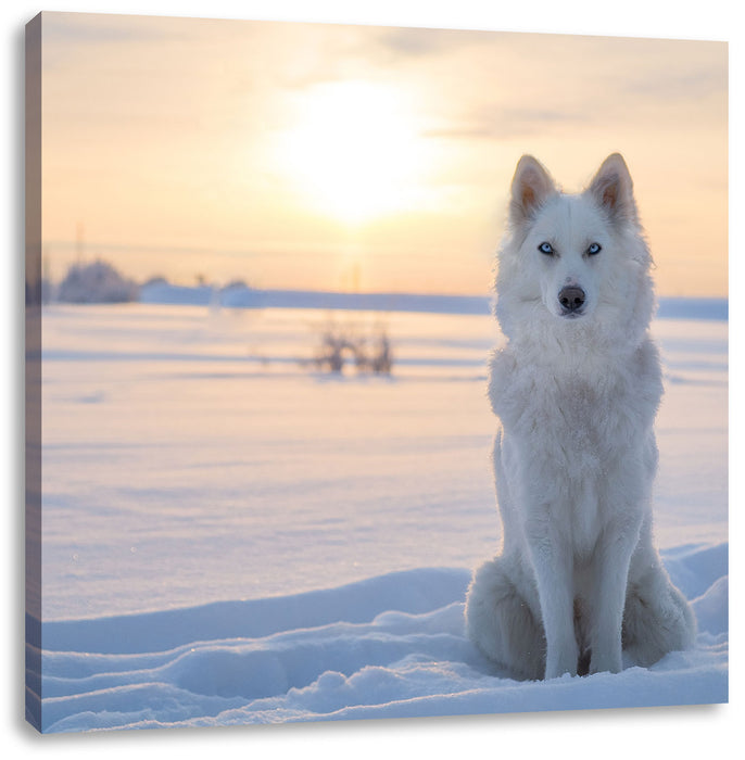 Weißer Wolf im Schnee Leinwandbild Quadratisch