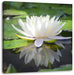 Weiße Lotusblume im Wasser Leinwandbild Quadratisch