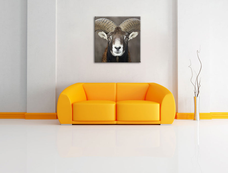 Mufflon Porträ Leinwandbild Quadratisch über Sofa