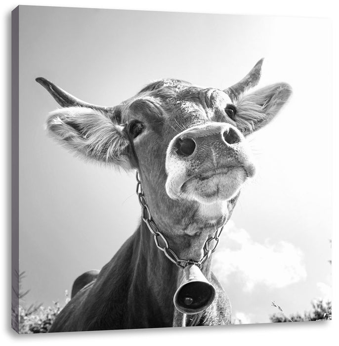 Portrait einer Kuh B&W Leinwandbild Quadratisch