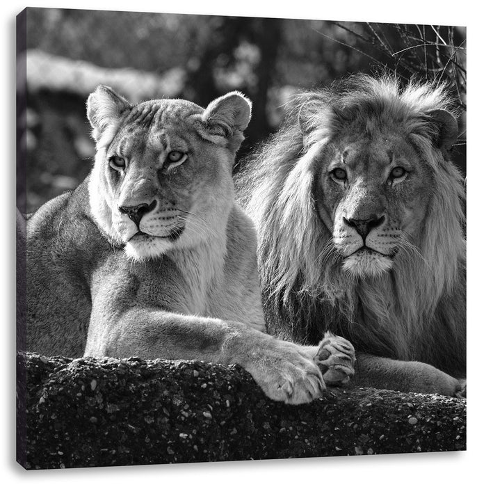 interessiertes Löwenpaar Kunst B&W Leinwandbild Quadratisch