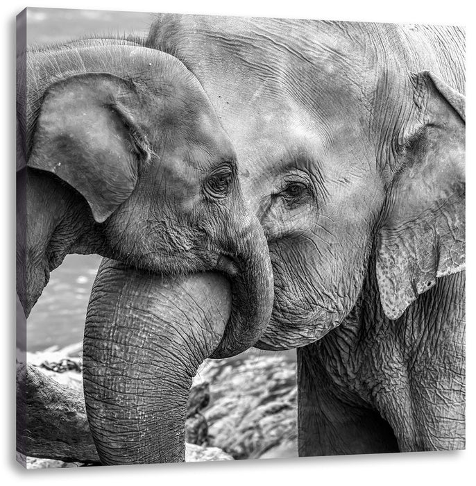 Elefantenmutter mit Kalb B&W Leinwandbild Quadratisch