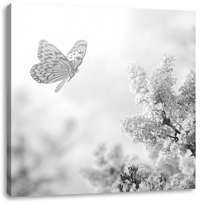 Schmetterling Kirschblüten B&W Leinwandbild Quadratisch