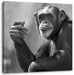 Aufmerksamer Schimpanse Kunst B&W Leinwandbild Quadratisch