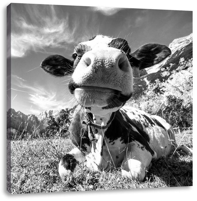 Kuh im Karwendelgebirge Kunst B&W Leinwandbild Quadratisch