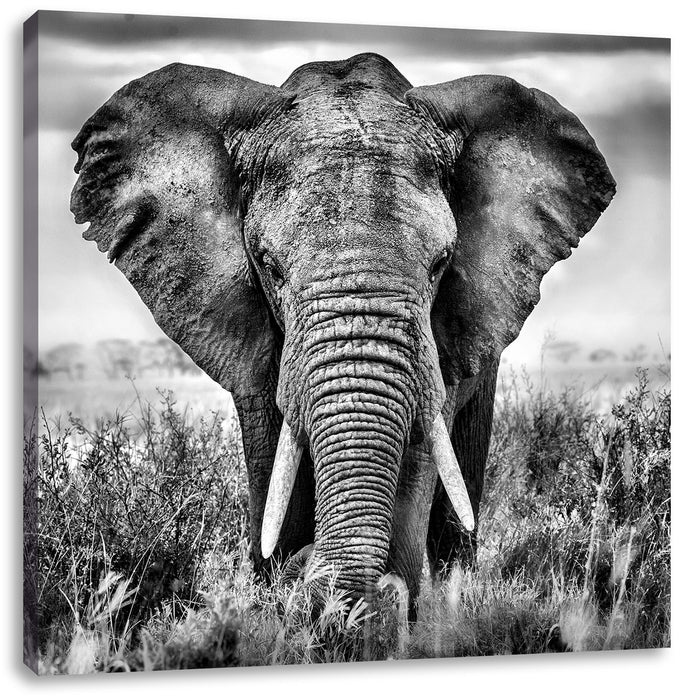 Imposanter Elefant Leinwandbild Quadratisch
