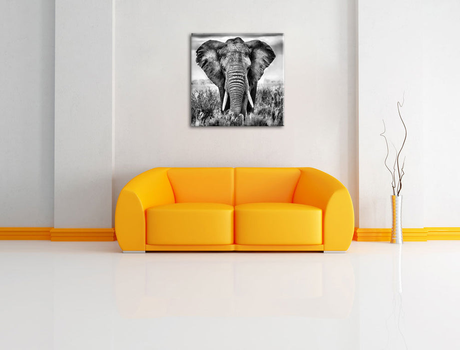 Imposanter Elefant Leinwandbild Quadratisch über Sofa