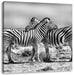 Schmusende Zebras Leinwandbild Quadratisch