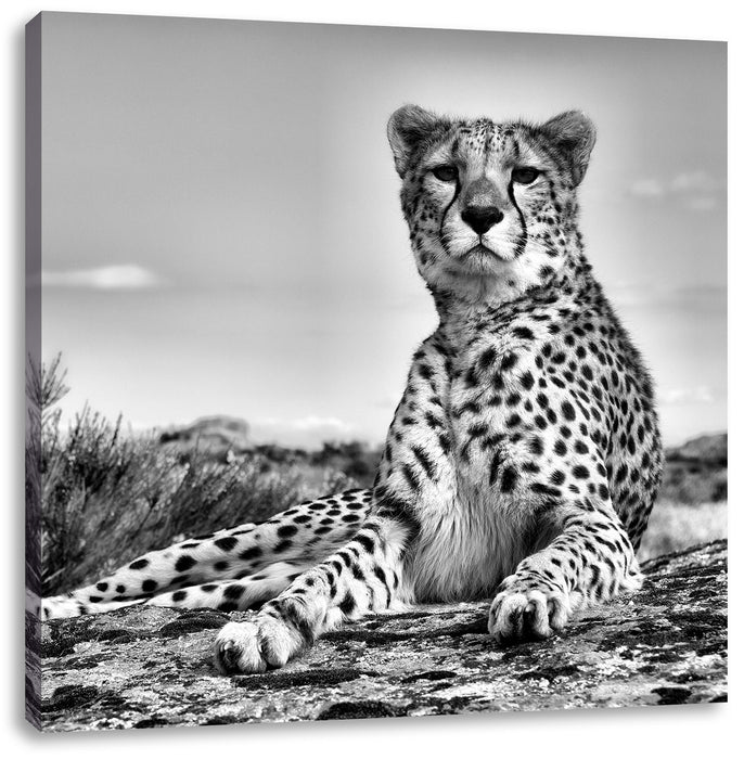 Gepard in Savanne B&W Leinwandbild Quadratisch