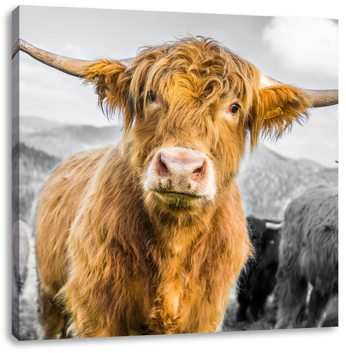 Blick einer Kuh an der Weide B&W Leinwandbild Quadratisch