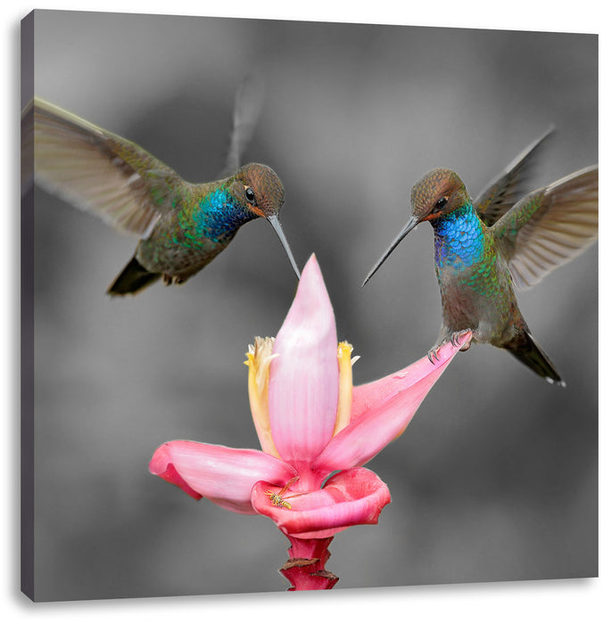 Kolibris in den Tropen Leinwandbild Quadratisch