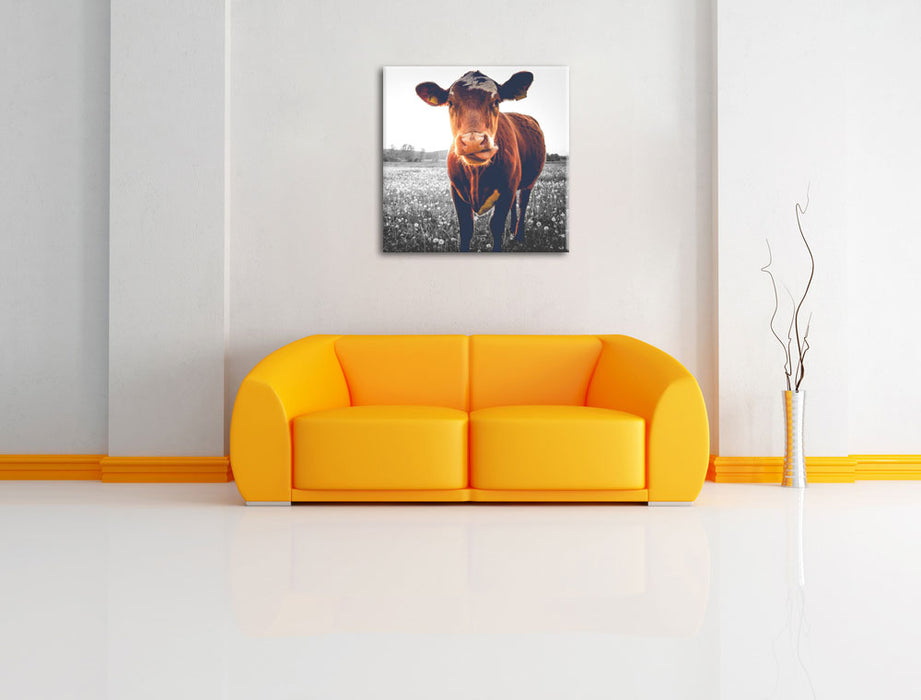 Kuh auf Butterblumenwiese B&W Leinwandbild Quadratisch über Sofa