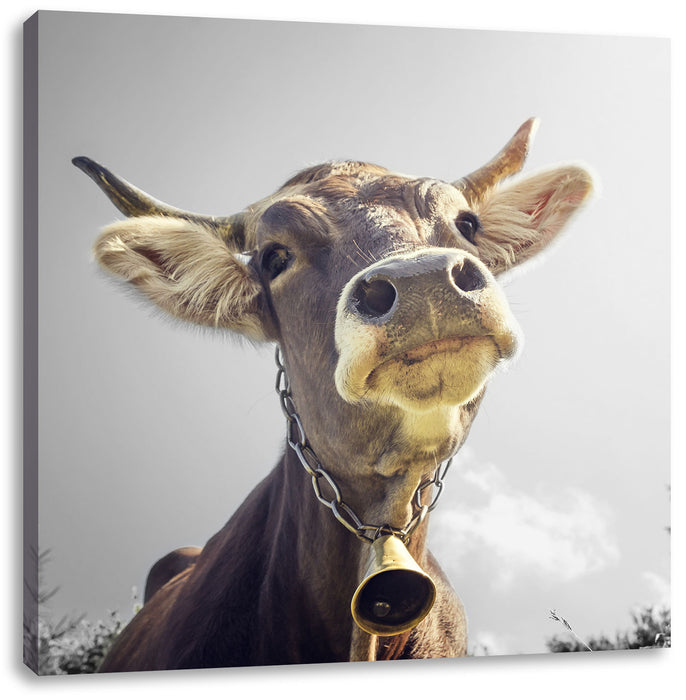 Lustiges Portrait einer Kuh B&W Leinwandbild Quadratisch