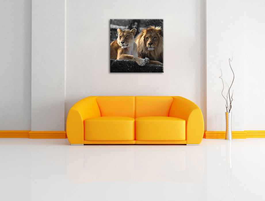 interessiertes Löwenpaar Leinwandbild Quadratisch über Sofa