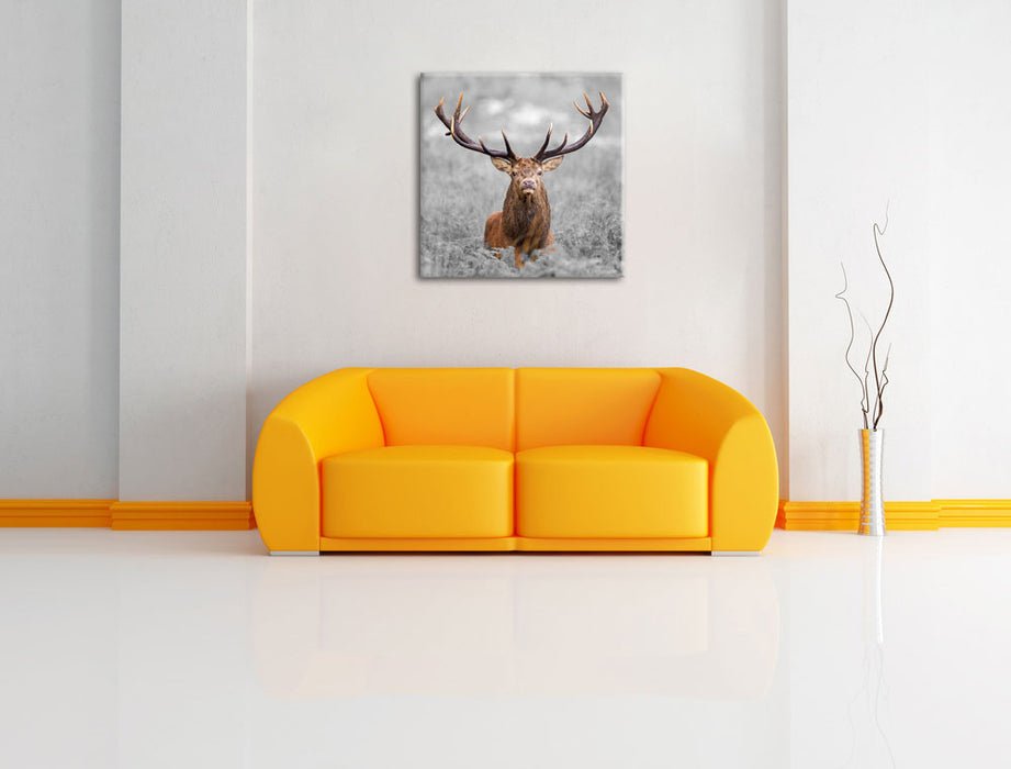 Großer Hirsch im Feld B&W Leinwandbild Quadratisch über Sofa