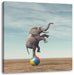 Elefant in der Wüste balanciert auf Ball Leinwanbild Quadratisch