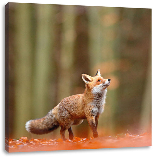 Neugieriger Fuchs im Herbstwald Leinwanbild Quadratisch