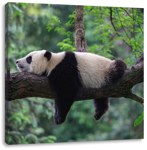 Schlafender Panda auf Baumstamm Leinwanbild Quadratisch