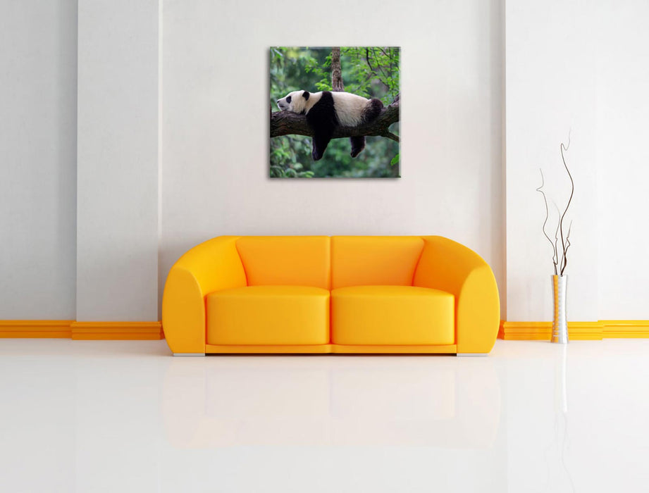 Schlafender Panda auf Baumstamm Leinwanbild Wohnzimmer Quadratisch