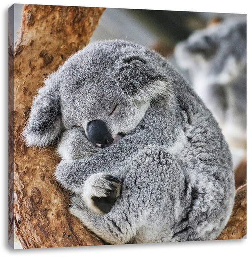 Koala schläft eingekuschelt im Baum Leinwanbild Quadratisch