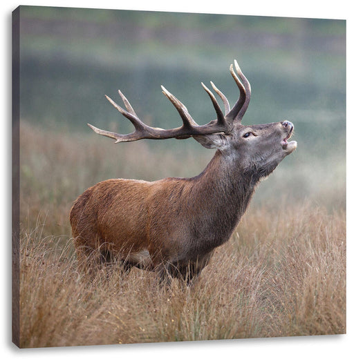 Röhrender Hirsch im Feld Leinwanbild Quadratisch