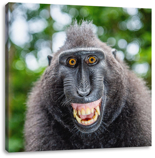 Lustiger Affe lacht mit offenem Maul Leinwanbild Quadratisch