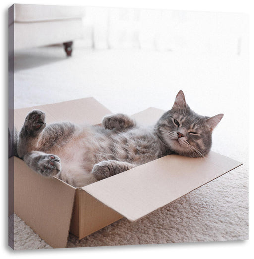 Müde Katze schläft im Karton Leinwanbild Quadratisch