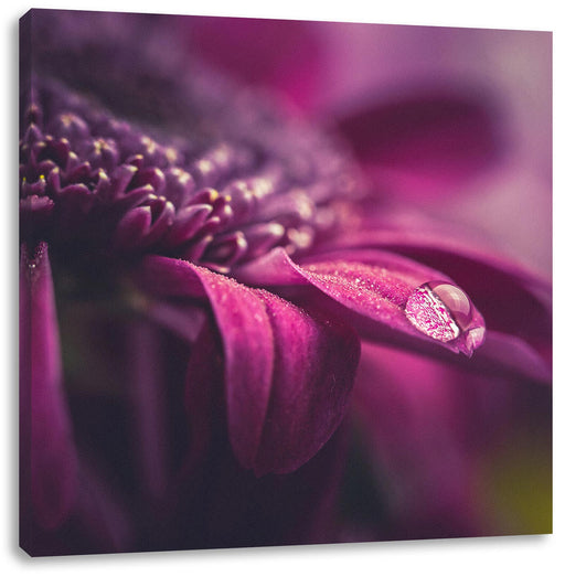Nahaufnahme Tropfen auf lila Blume Leinwanbild Quadratisch