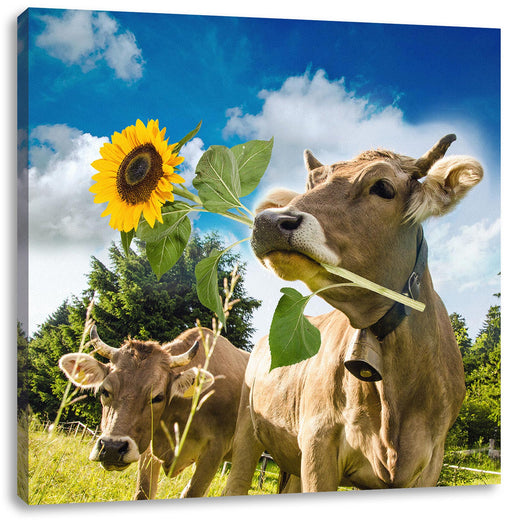 Nahaufnahme Kuh mit Sonnenblume im Maul Leinwanbild Quadratisch